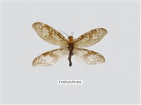 藏品(櫛角魚蛉)的圖片